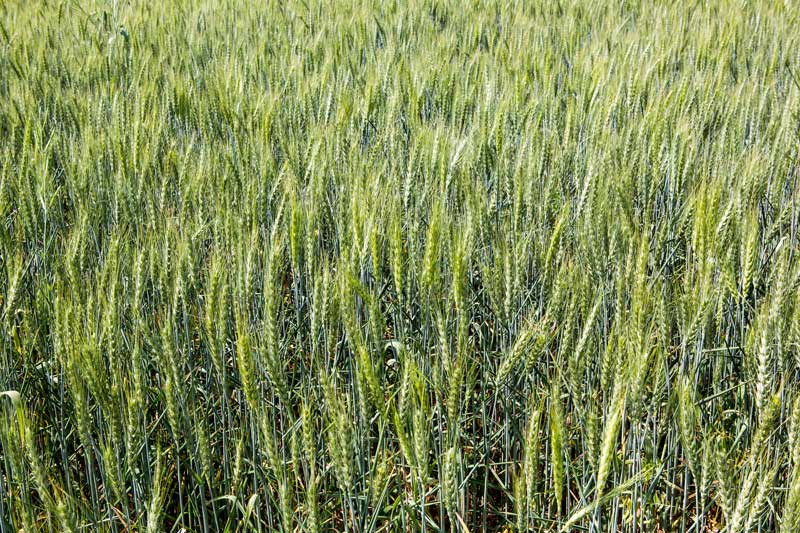 Wheat crop growing in Patesar Ahar bed in Kaimur district, Bihar
